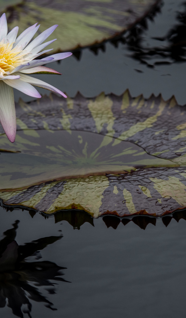 Beautiful white water lily flower in water