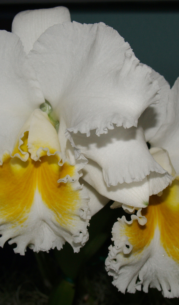 Красивые белые с желтым орхидеи 