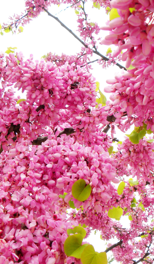 Красивые с розовыми цветами ветки дерева весной