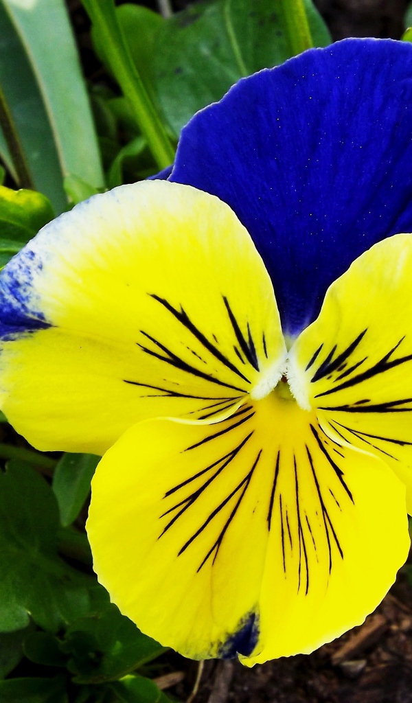 Красивый желто - голубой цветок анютины глазки крупным планом