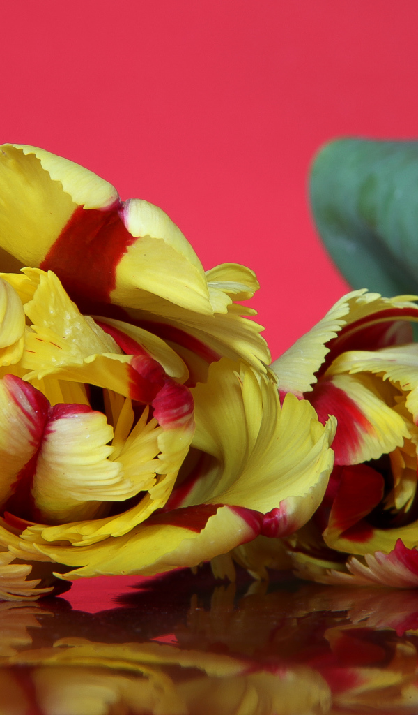 Красивый желто - красный тюльпан на розовом фоне