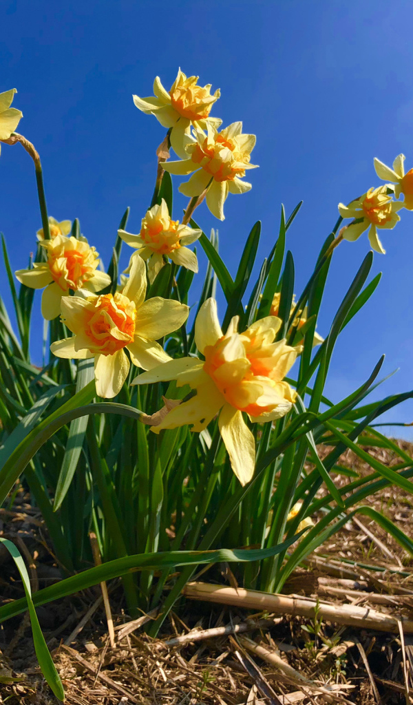 Красивые желтые нарциссы на фоне голубого неба