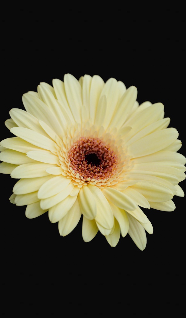 Красивая желтая гербера на черном фоне