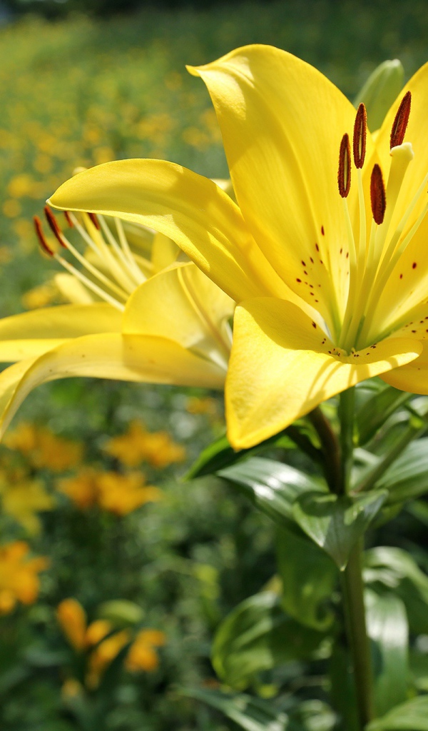 Красивая желтая лилия на клумбе в лучах солнца 