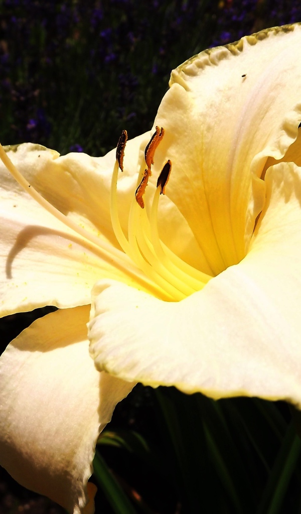 Красивая желтая лилия с бутонами крупным планом