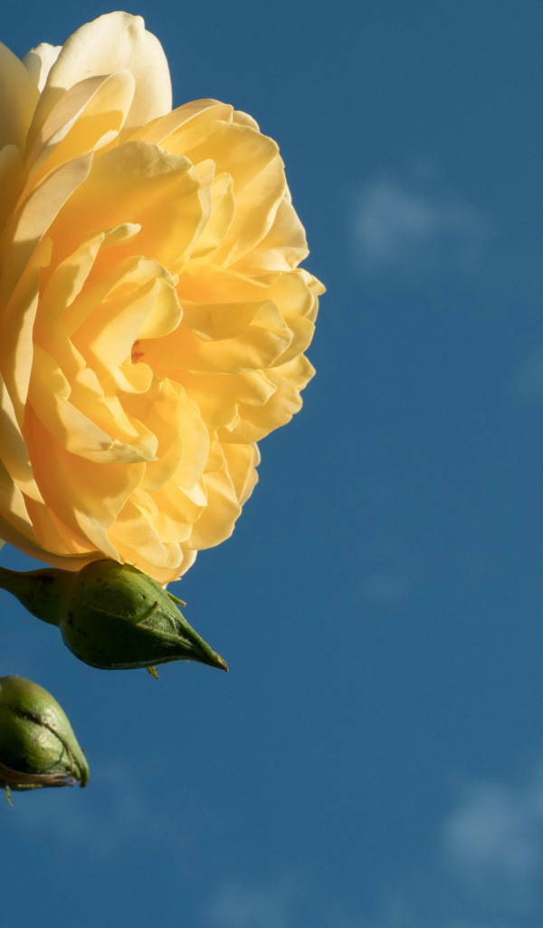 Красивый желтый цветок розы с бутонами на фоне голубого неба 