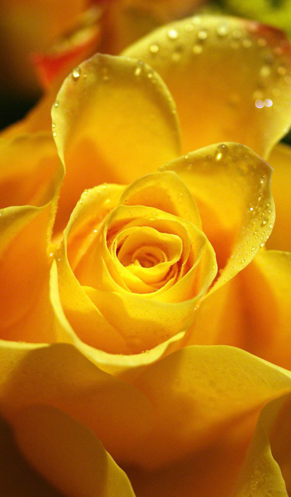 Красивая желтая роза в каплях росы крупным планом 