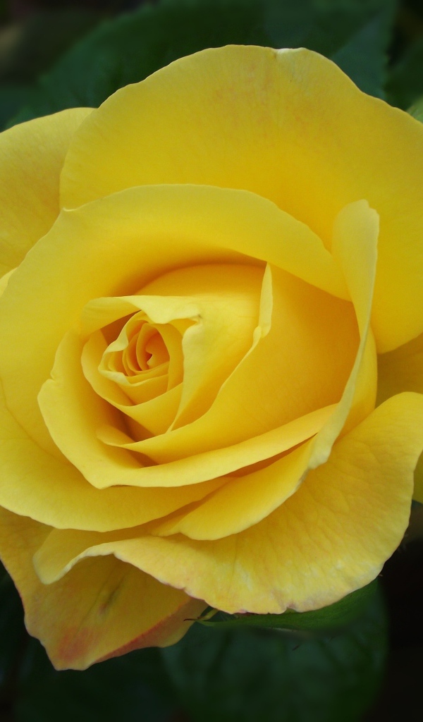 Красивая желтая роза с бутоном крупным планом