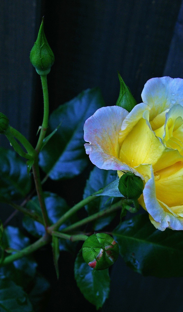 Красивая желтая роза с бутонами у забора 