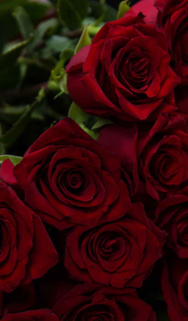 Большой букет красивых красных английский роз