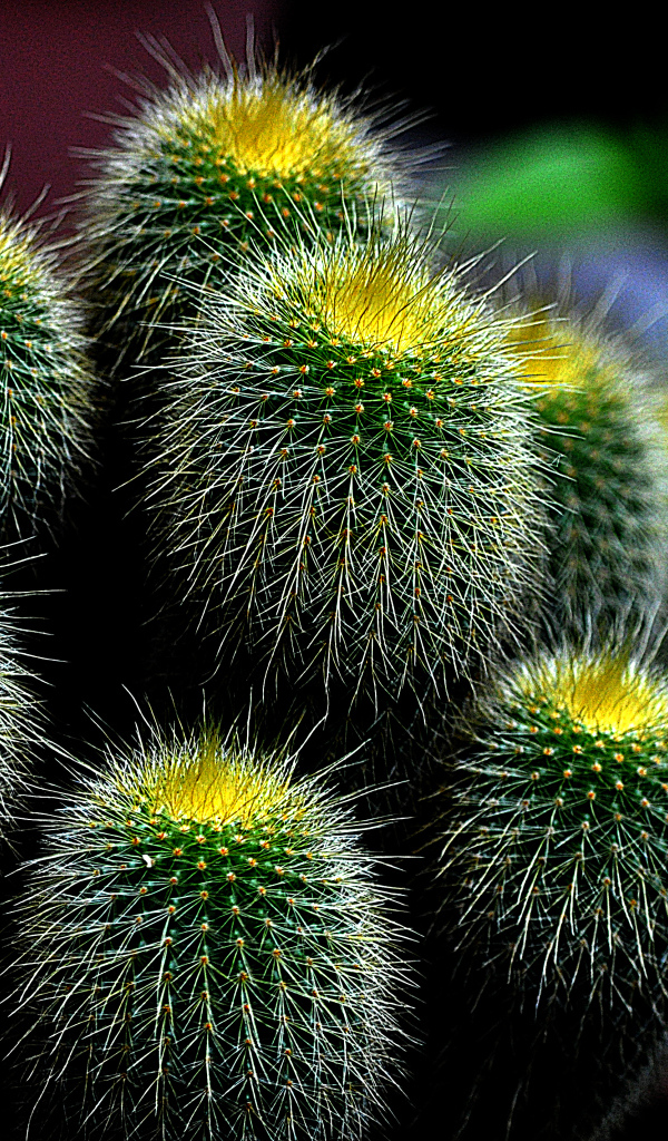 Большой зеленый колючий кактус 