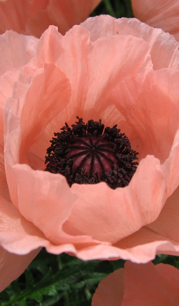 Большой розовый цветок мака крупным планом 