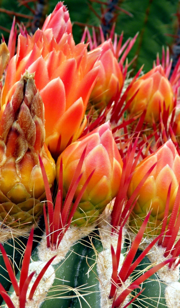 Цветущий красивый кактус крупным планом