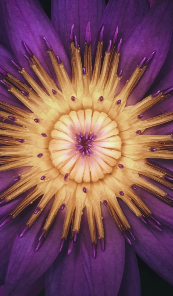 Распустившийся цветок фиолетового лотоса