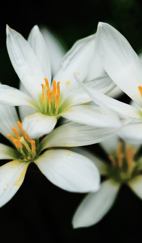 Распустившиеся белые цветы с желтой серединкой на черном фоне