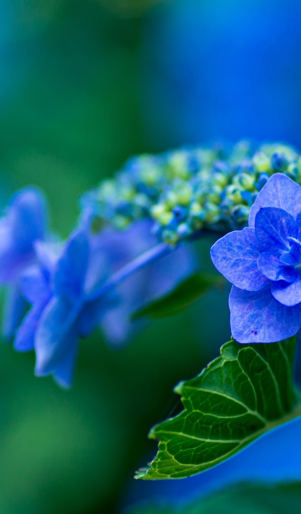 Распустившийся синий цветок гортензии