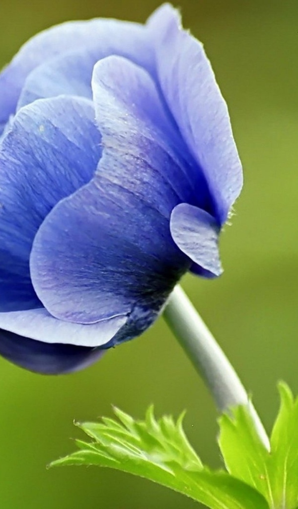 Синий цветок анемона на зеленом фоне