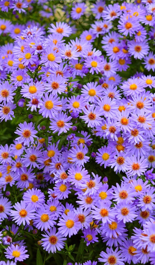 Голубые осенние цветы сентябринка