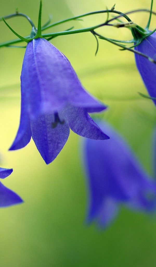 Синие красивые цветы колокольчики