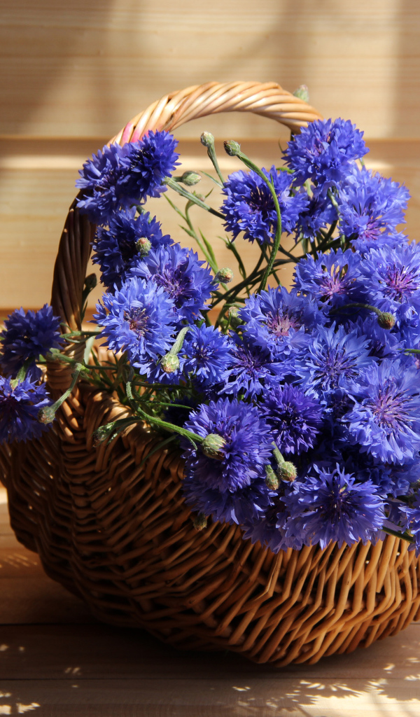 Голубые васильки в корзине в лучах солнца