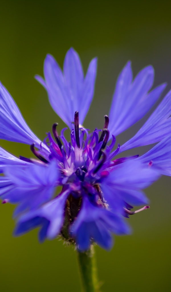 Голубой цветок василька крупным планом