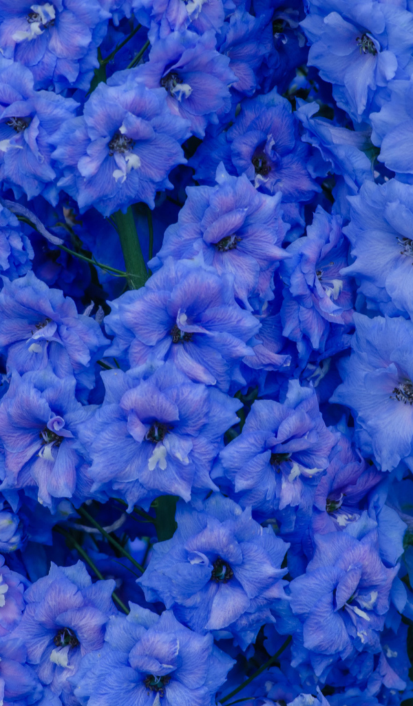 Голубые цветы левкой крупным планом