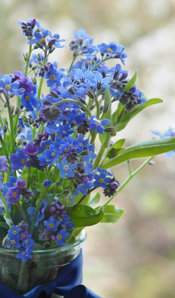 Голубые цветы незабудки в вазе с лентой