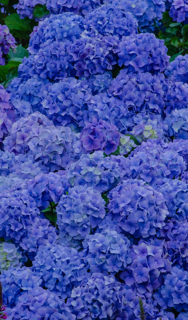 Синие цветы гортензии в оранжерее 