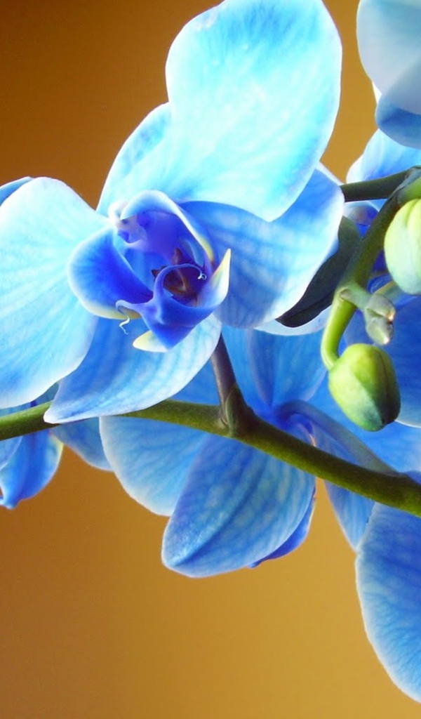 Голубая орхидея крупным планом