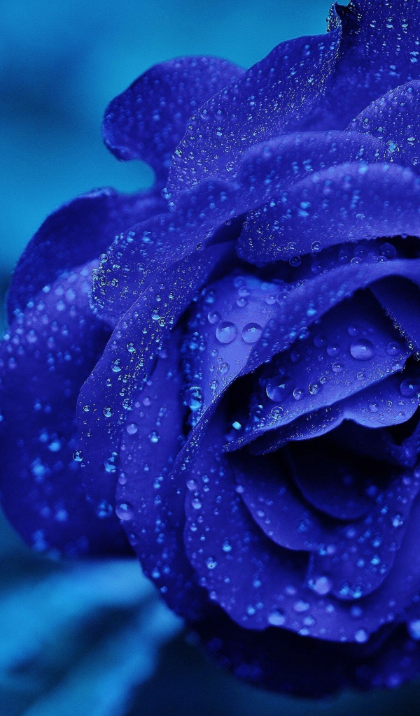 Синяя роза в каплях росы крупным планом