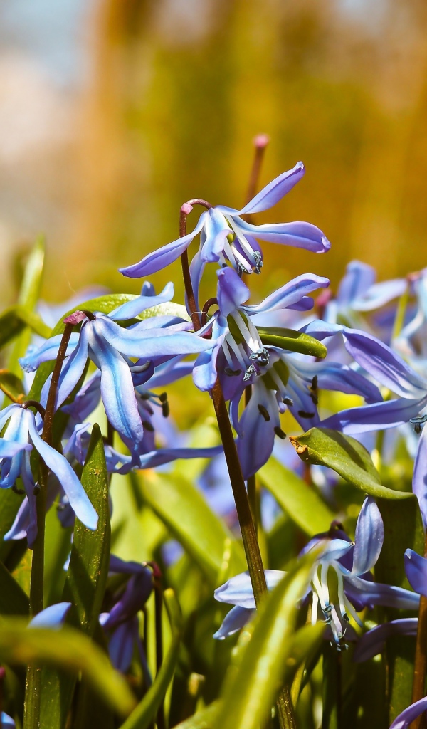 Синие весенние маленькие цветы пролеска