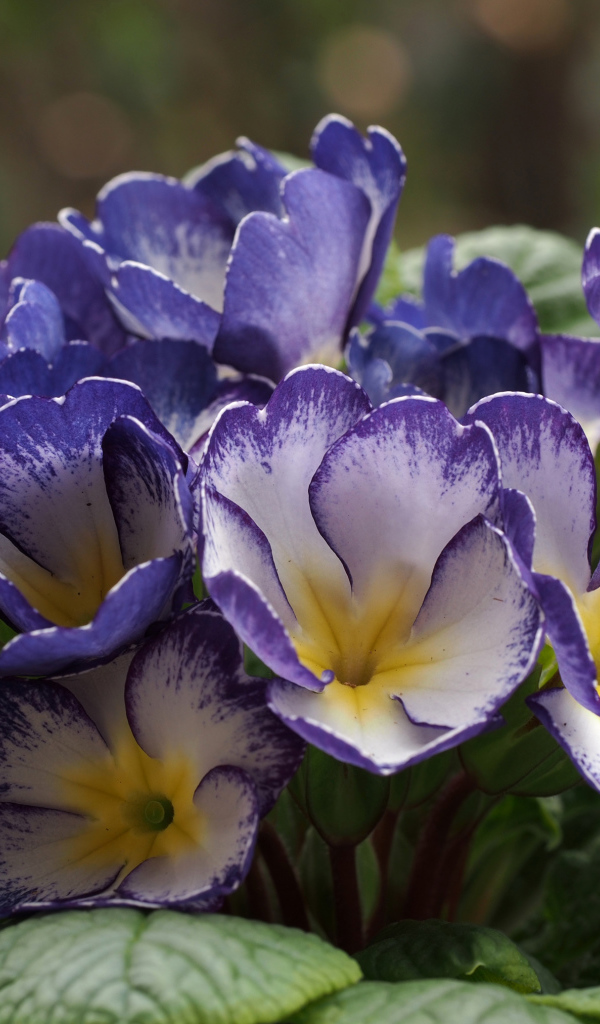 Синие с белым цветы комнатной примулы 