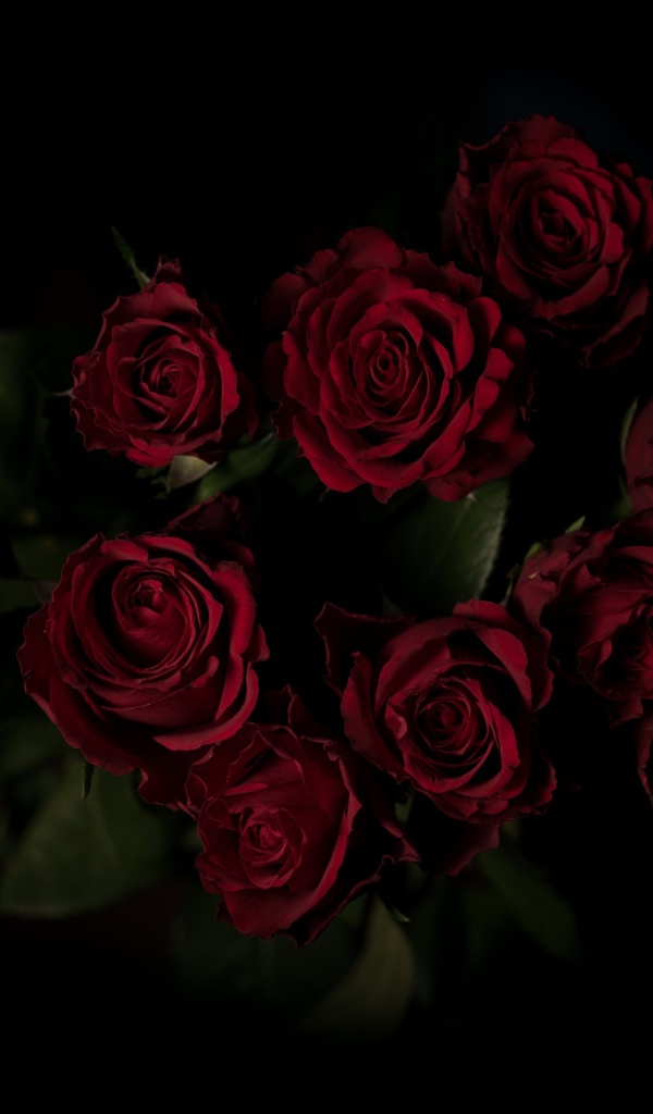 Букет красивых бордовых роз на черном фоне