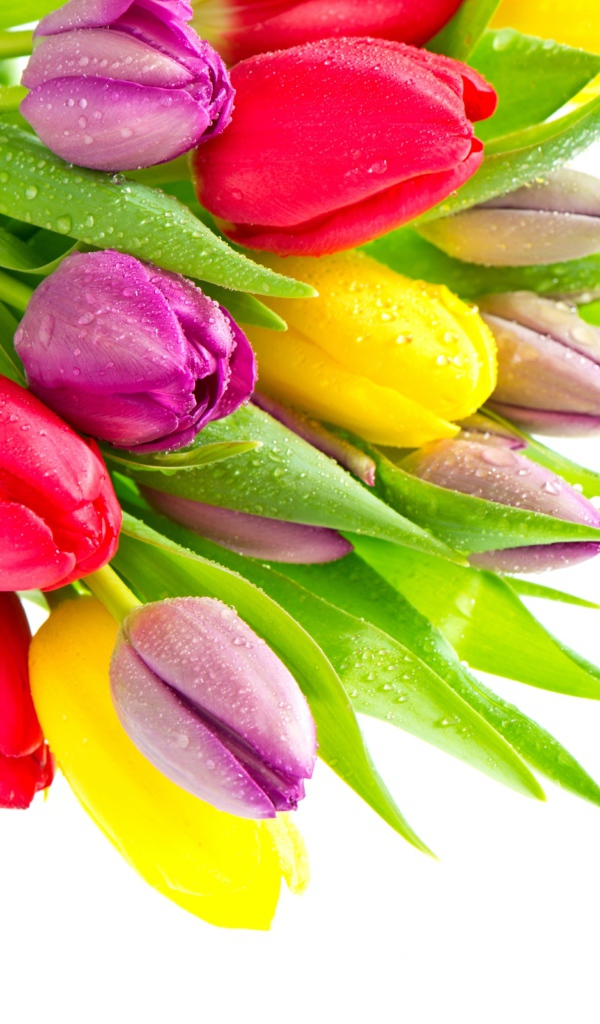 Букет красивых разноцветных тюльпанов на белом фоне