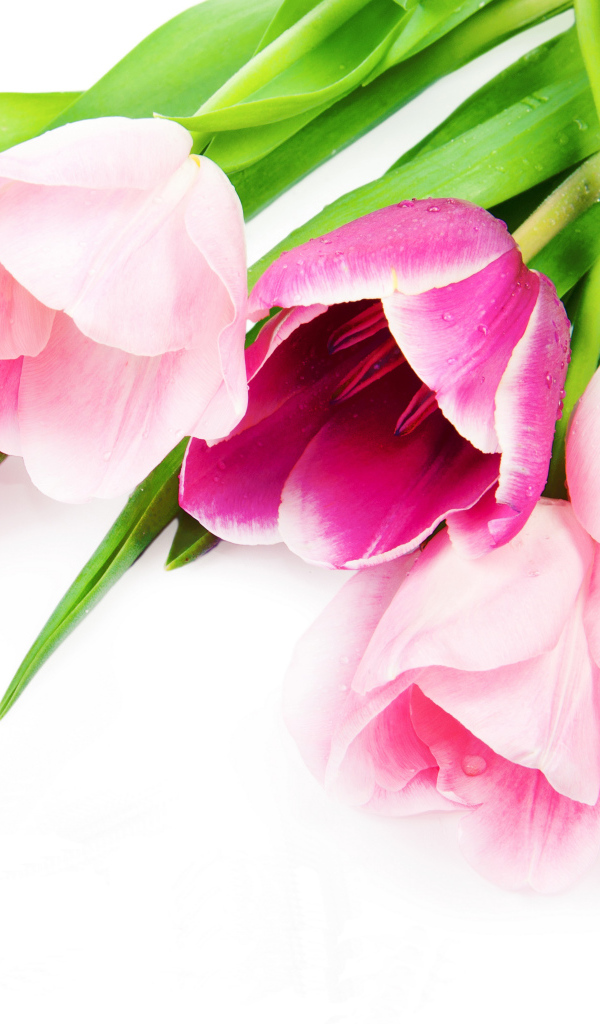 Букет нежных розовых тюльпанов на белом фоне