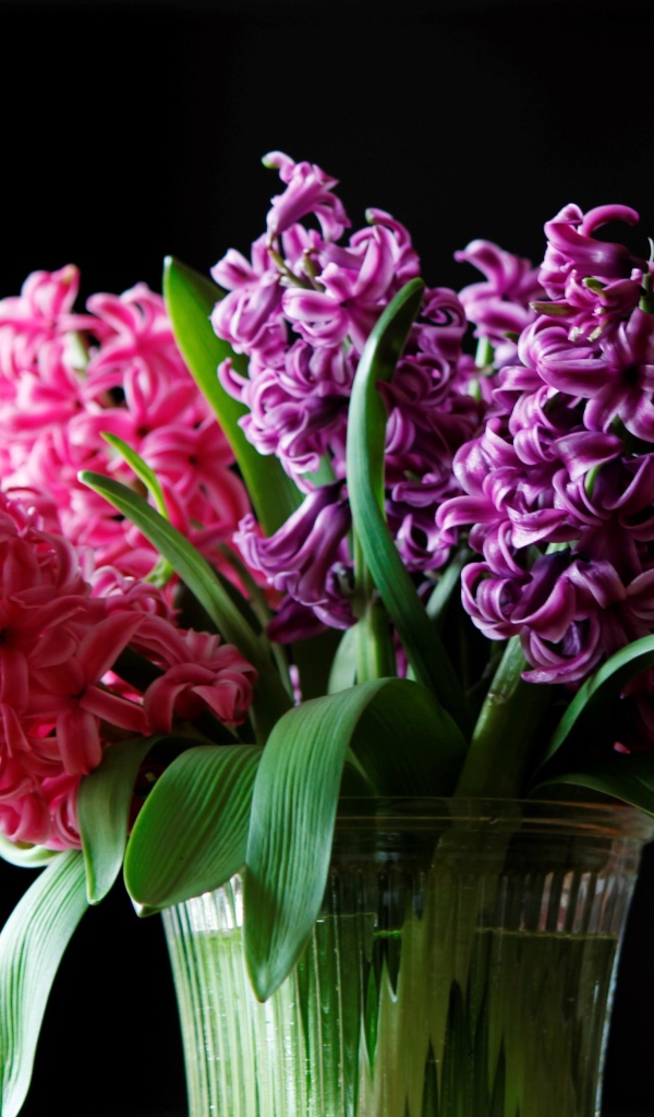 Букет гиацинтов в вазе на черном фоне