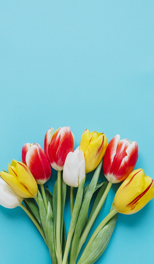 Букет разноцветных тюльпанов на голубом фоне