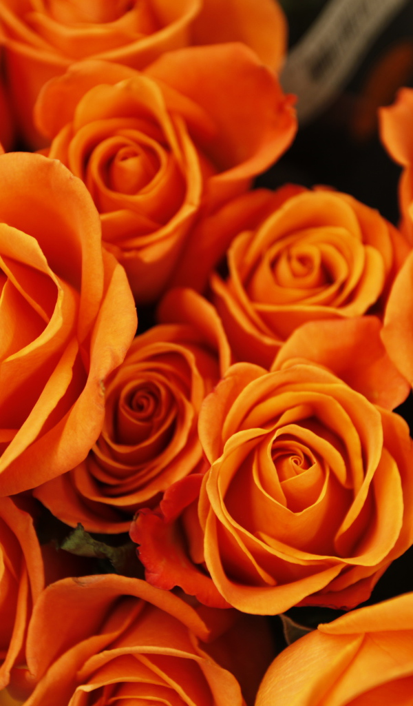 Букет оранжевых роз крупным планом