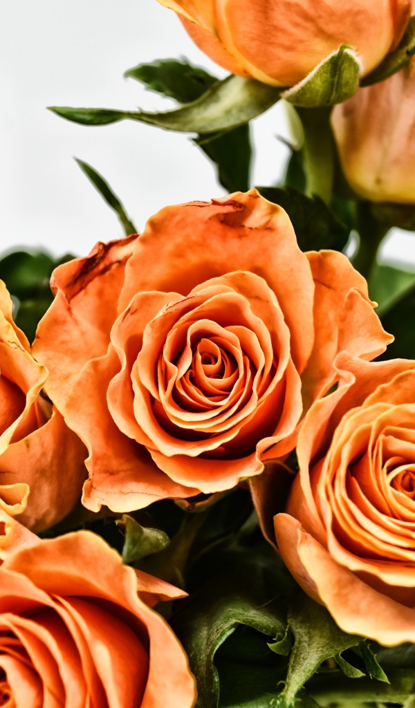 Букет оранжевых роз на сером фоне крупным планом