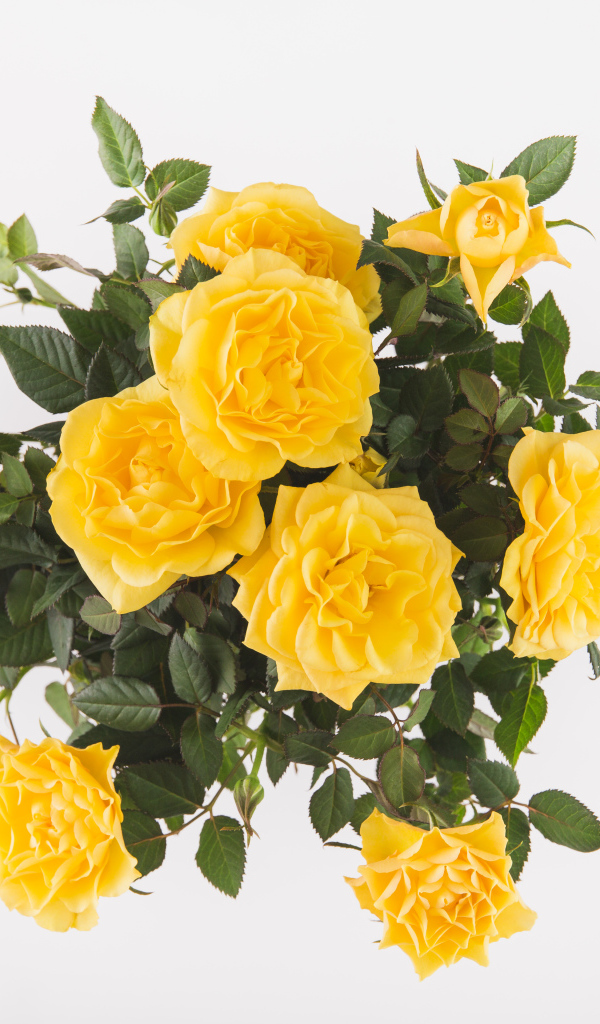 Букет оранжевых роз на белом фоне