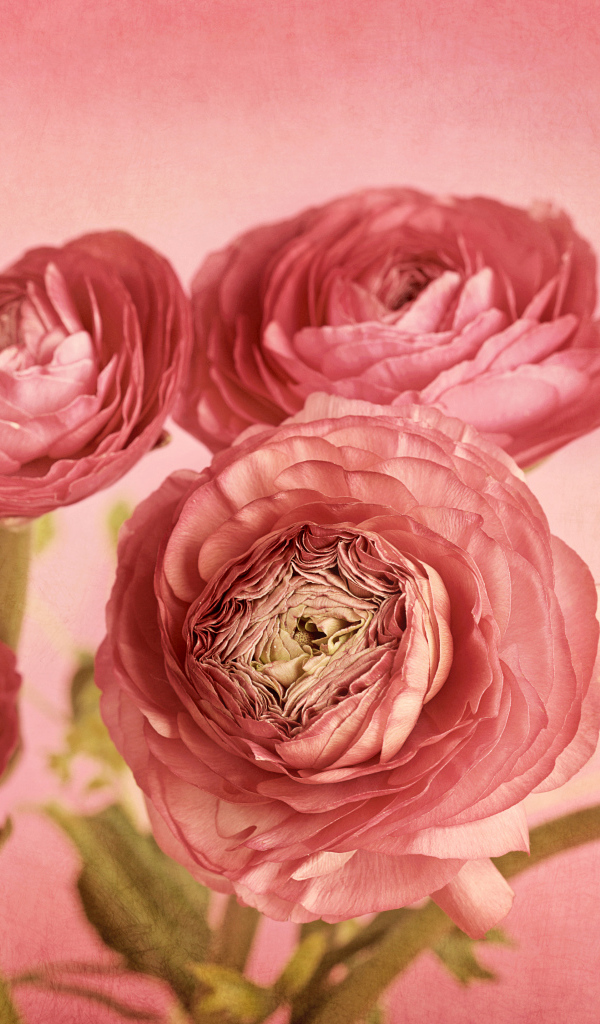 Букет розовых лютиков на розовом фоне