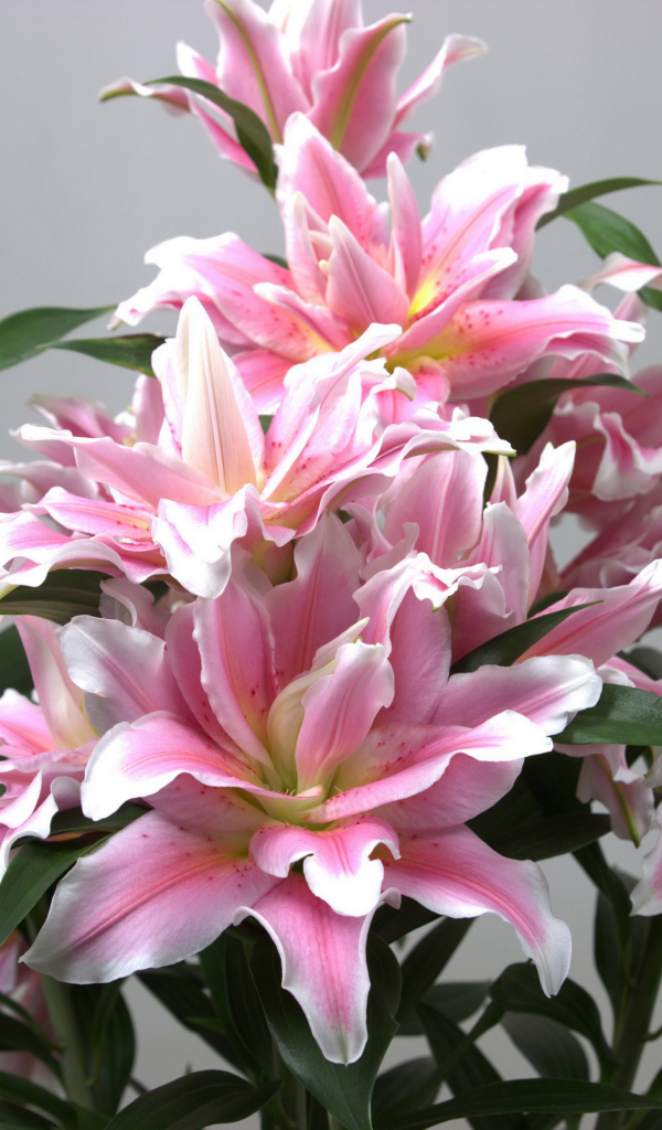 Букет розовых лилий на сером фоне