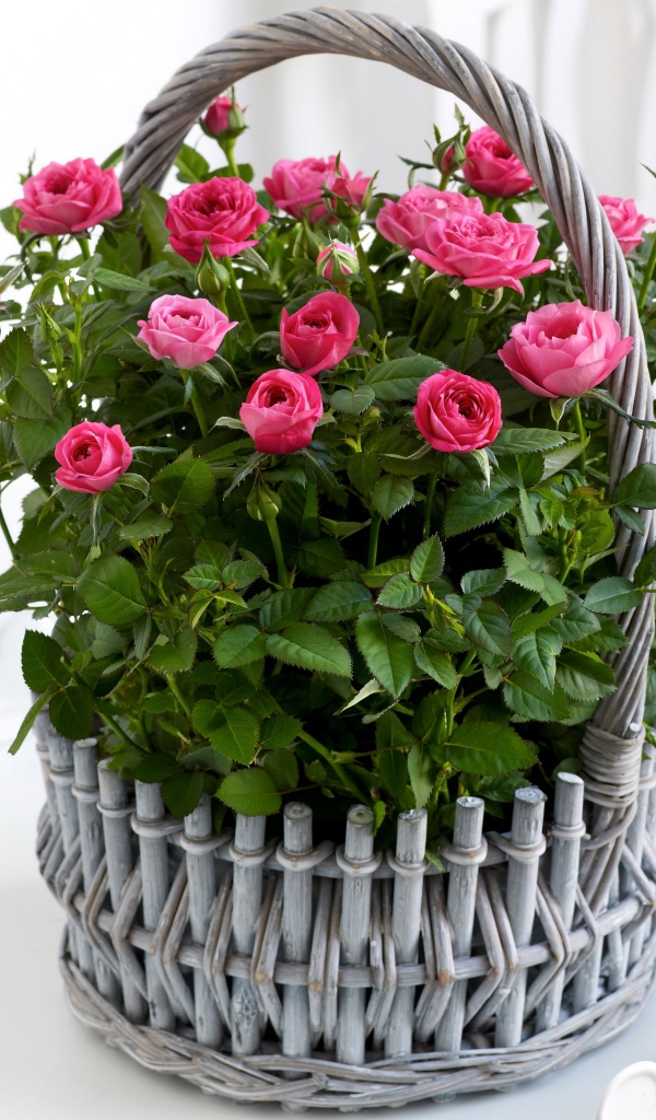 Букет розовых роз в серой корзине на белом фоне