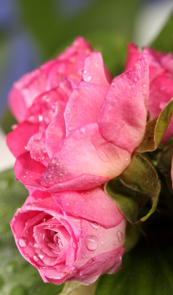 Букет розовых роз в каплях росы