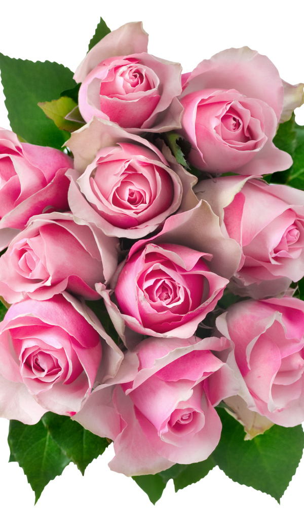 Букет розовых роз на белом фоне вид сверху