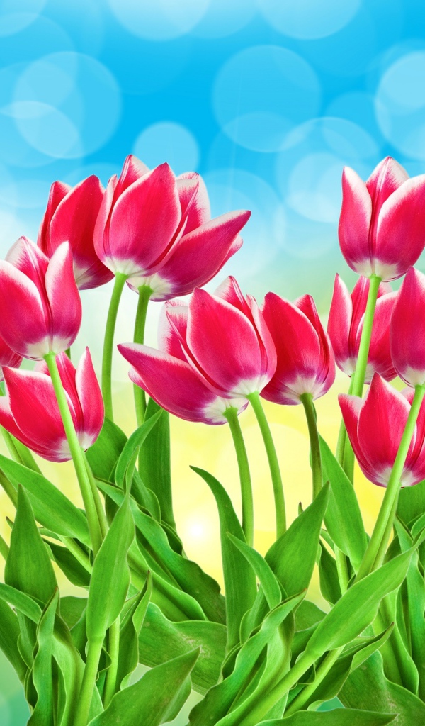 Букет розовых тюльпанов на голубом фоне