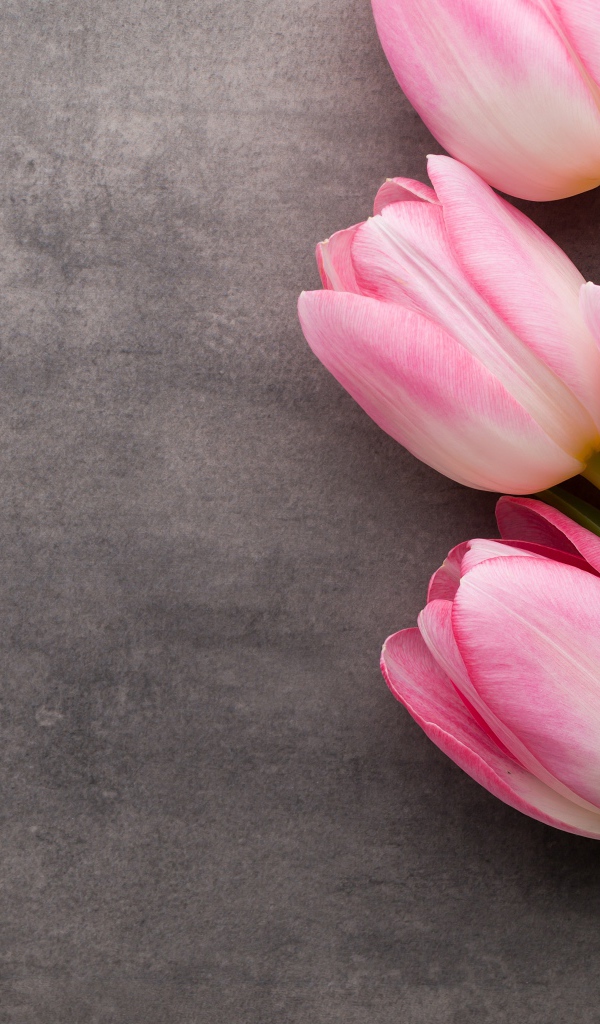 Букет розовых тюльпанов на сером фоне