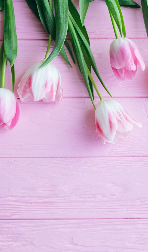 Букет розовых тюльпанов на розовом фоне