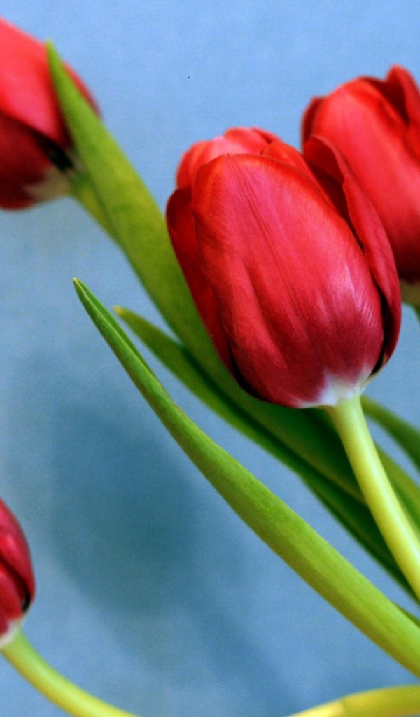 Букет красных тюльпанов на голубом фоне