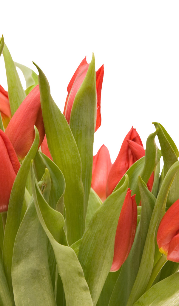Букет красных тюльпанов на белом фоне